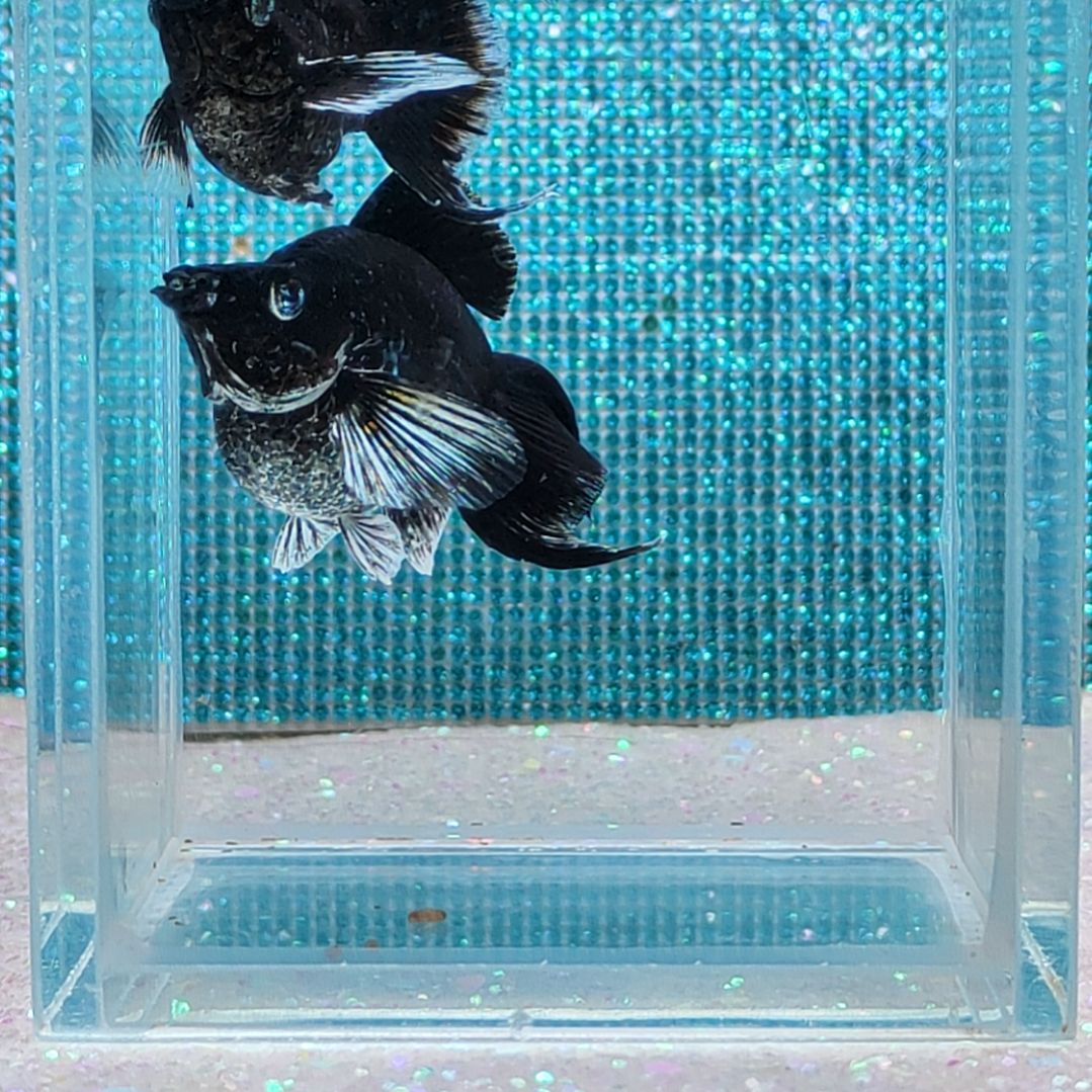 孔雀鱼电镀玛丽球