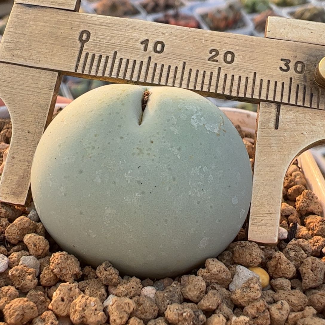 2.8厘米鸽子蛋母本多肉