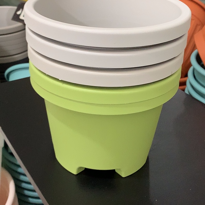 球根口21高15灰白3果绿2无托