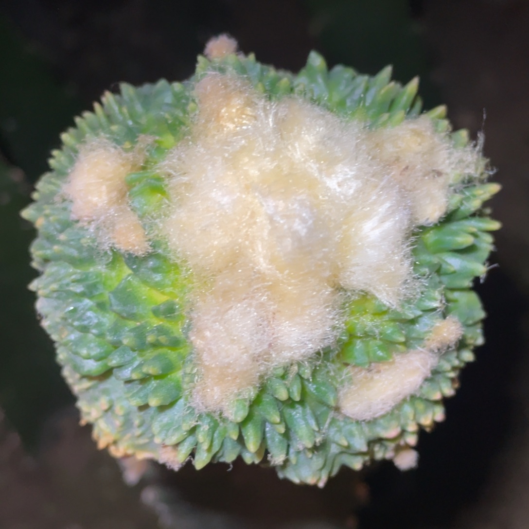 无花朵炸犹哥怒锦