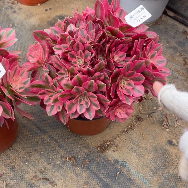 云****司515女妖法师多肉断枝不售后