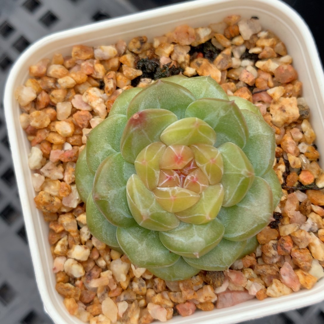 0524-300 珍妮优选