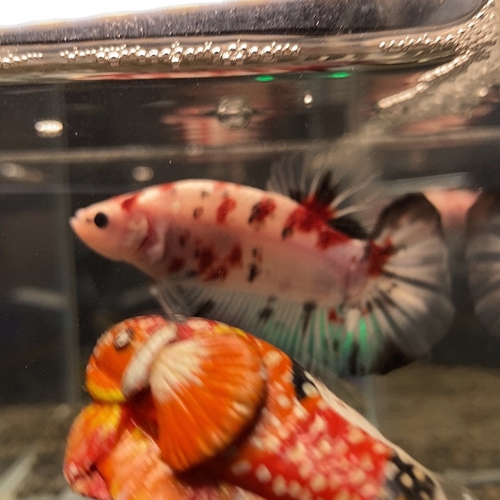 斗鱼黑64号巨斗将军