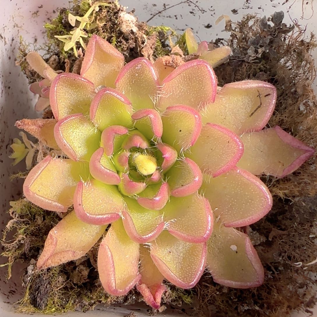 多肉1229-193近藤捕虫堇