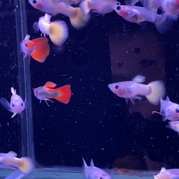 孔雀鱼玻璃猫20条包邮