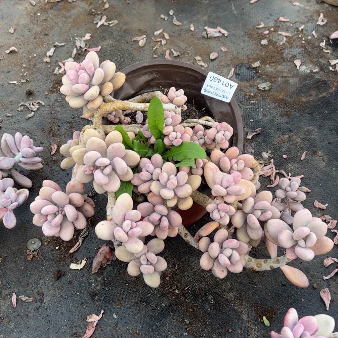 桃蛋一物一拍1480