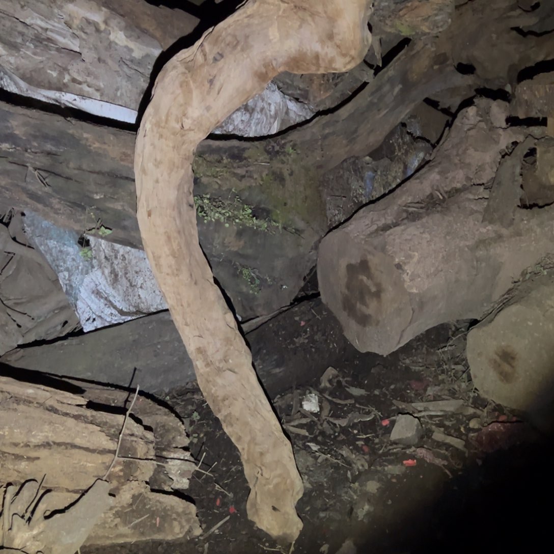 金丝楠蔚111111111111111