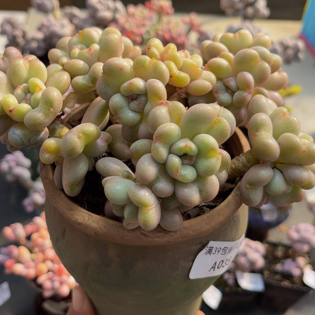 035/12cm比尔盖茨多肉植物