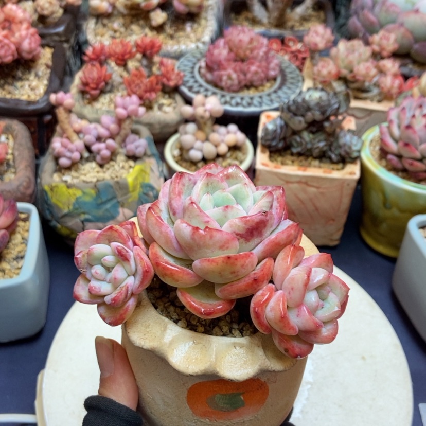 【闪购商品】草莓泡芙