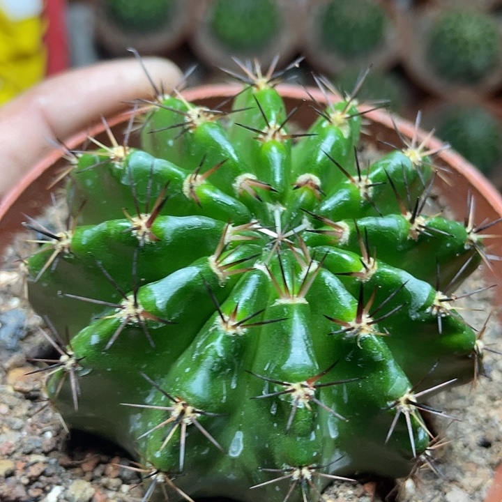 49号实生彩草带盆土