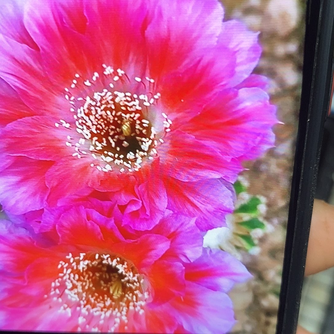 丽绯云洛/侧芽歪20包邮/