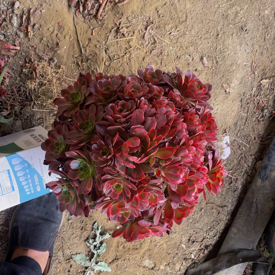 安娜法师朵朵3/11