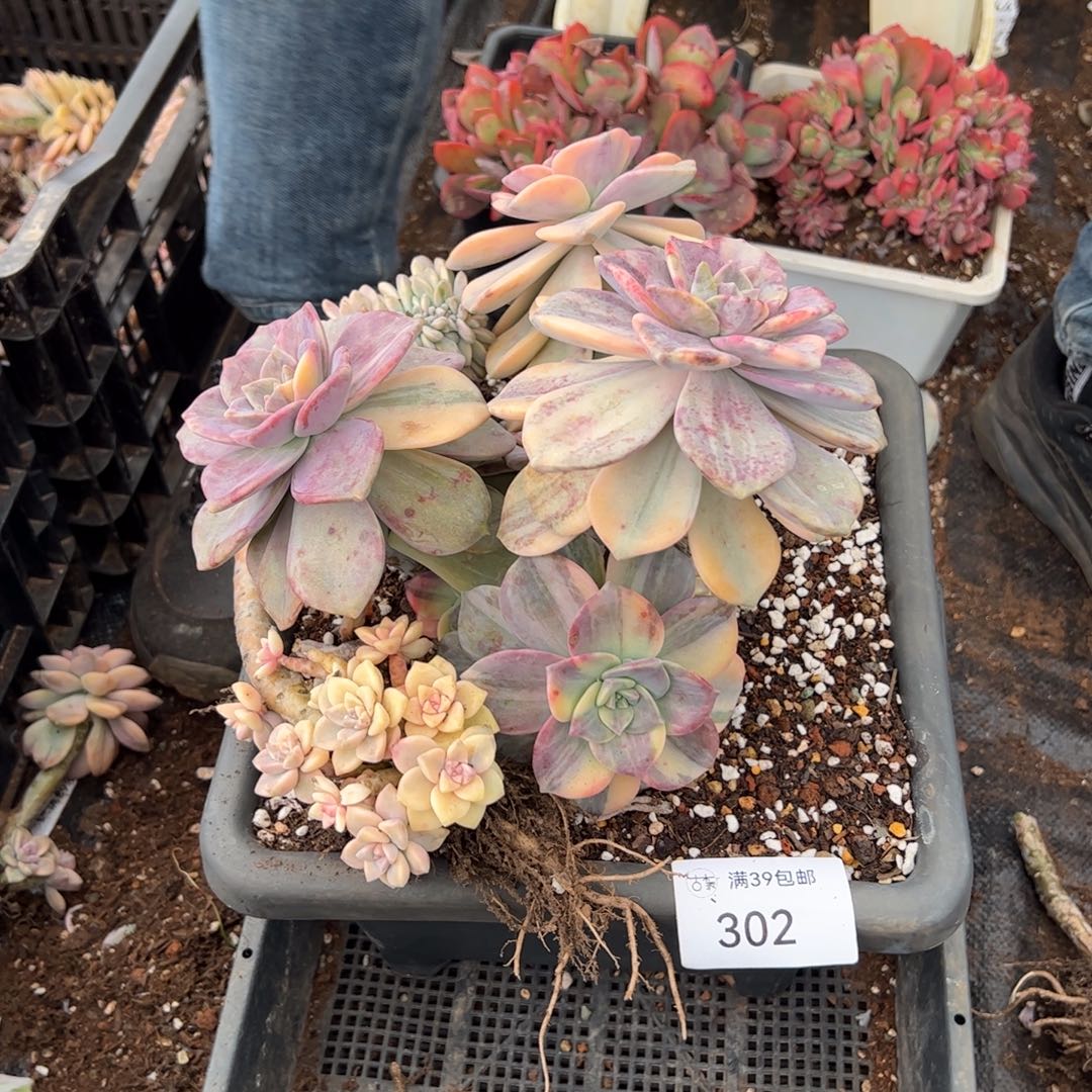 302紫乐锦老桩多肉植物