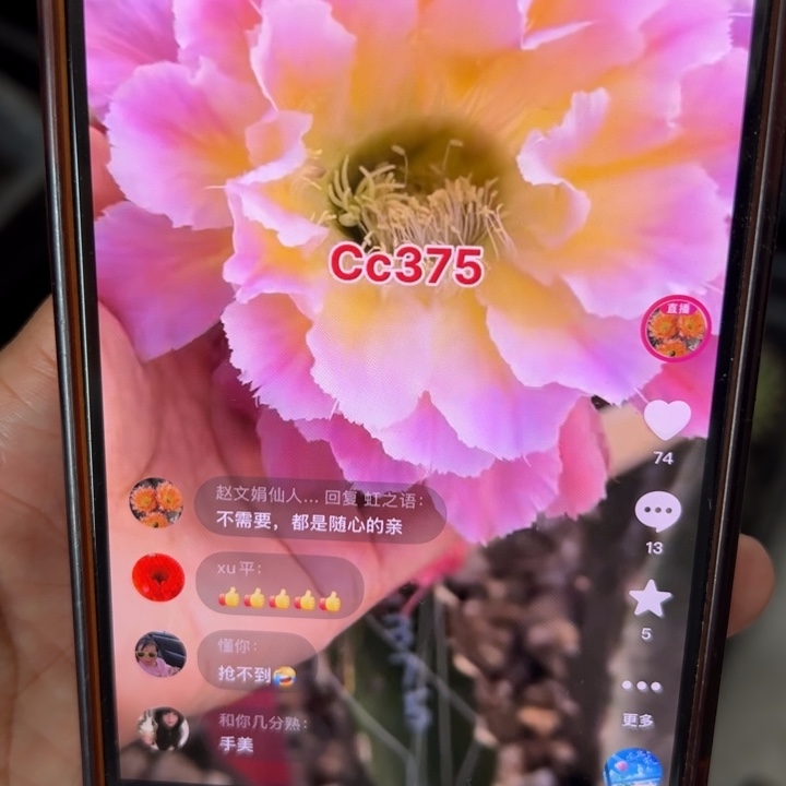 无花朵无根侧芽歪cc375