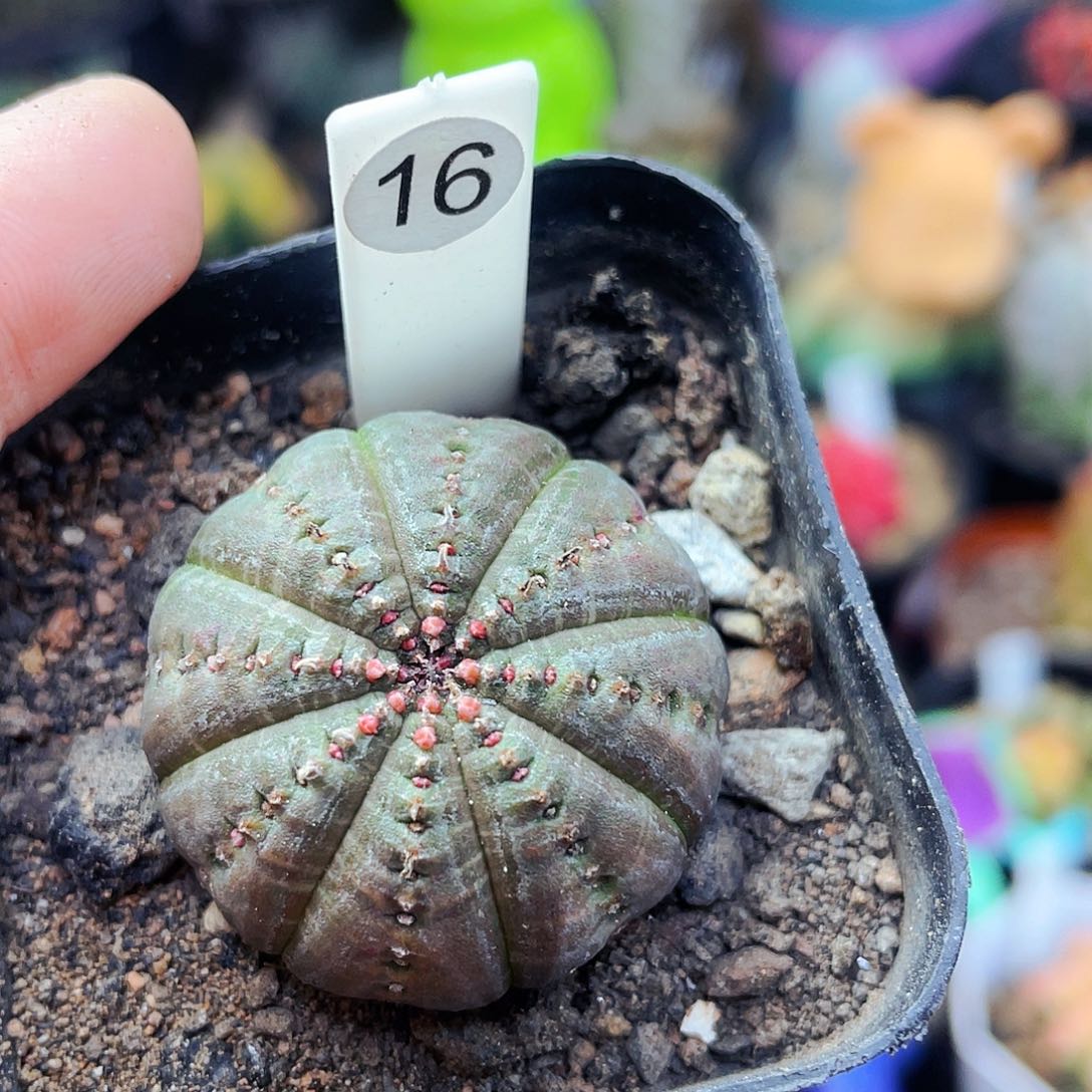 欧布非偏远地区满25包邮仙人球