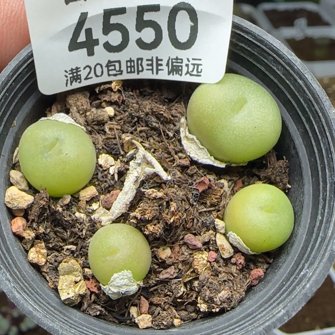 空卡带盆土。                