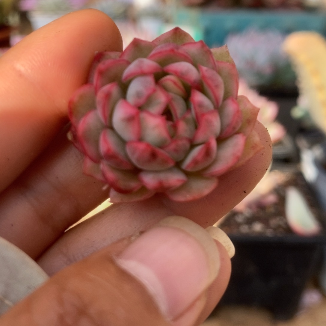 7白覆轮梦幻玫瑰侧芽锦锦锦锦锦