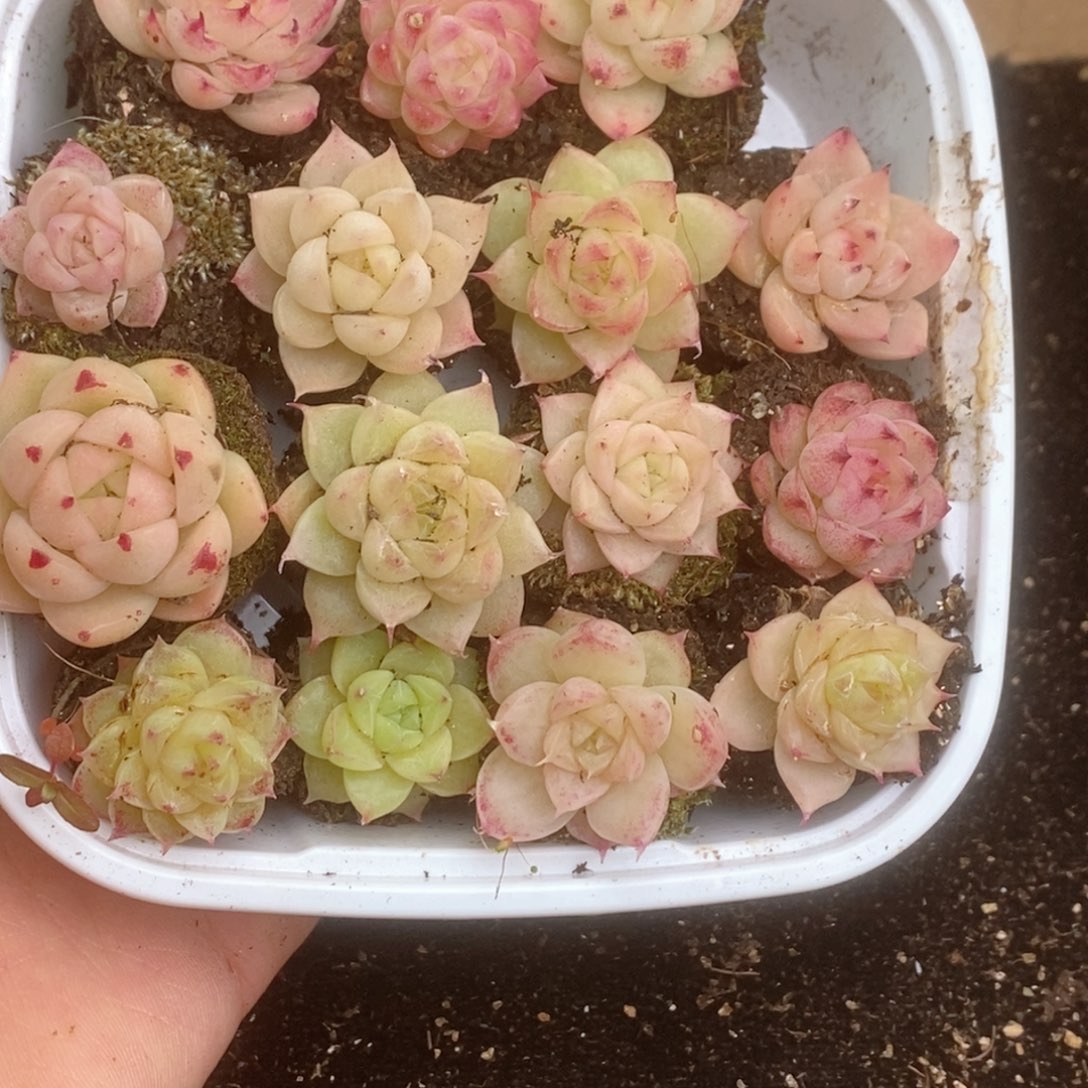 2-826 新疆西藏内蒙不发其他一单包邮两到三公分多肉