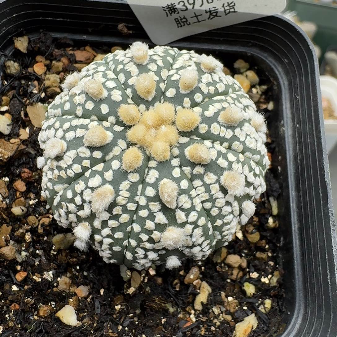 晗***呀580多肉哈哈哈哈哈哈哈