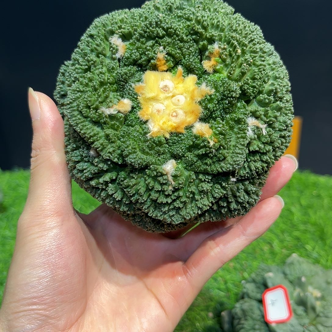 5号自根大尤哥斯拉