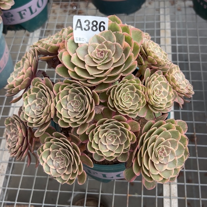 386粉花妖25厘米左右半木质