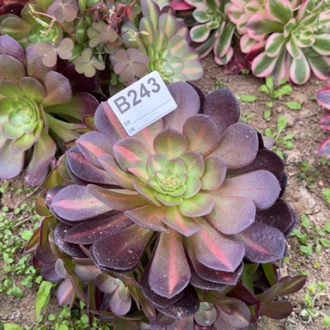 多肉植物倾城中斑