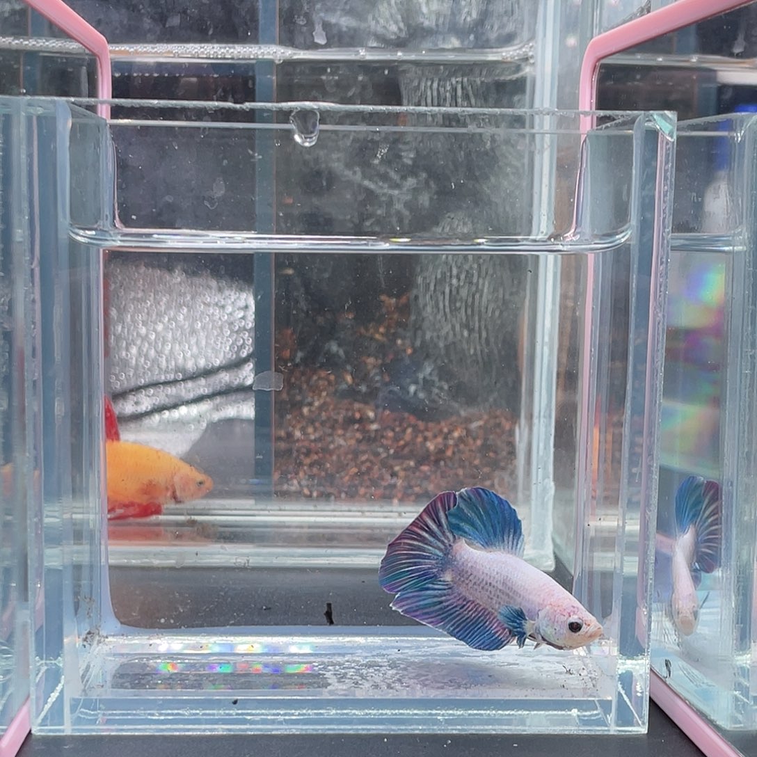 斗鱼闪电公鱼1223晚