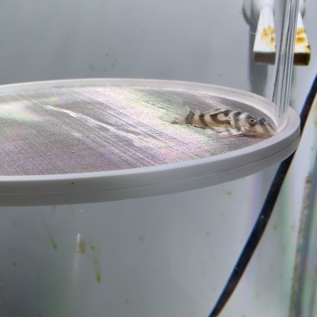 工具鱼22号欧系333