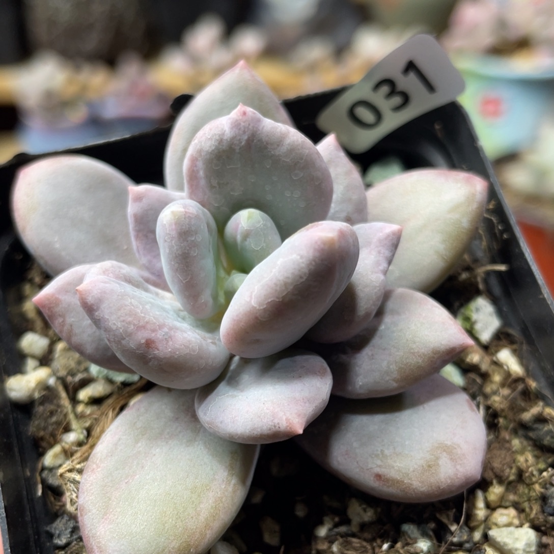 曼德奶酪石化锦多肉