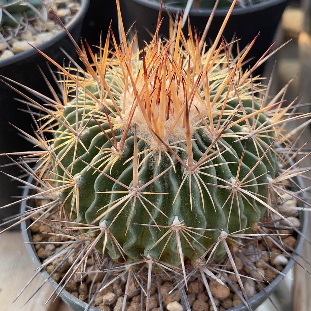 仙人球金刺多棱玉实生7.3厘米