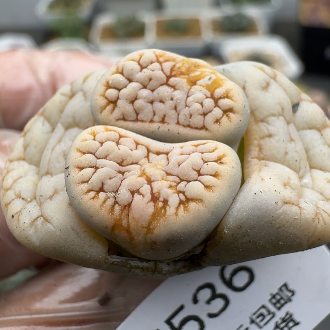 536多肉哈哈哈哈哈哈哈