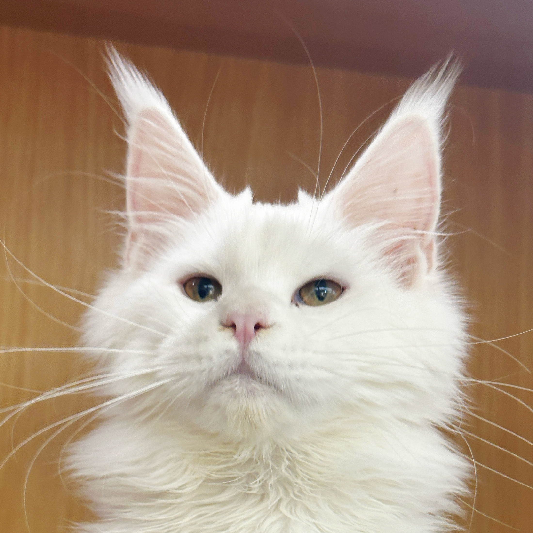 来了姊妹-纯白缅因猫-妹妹-44