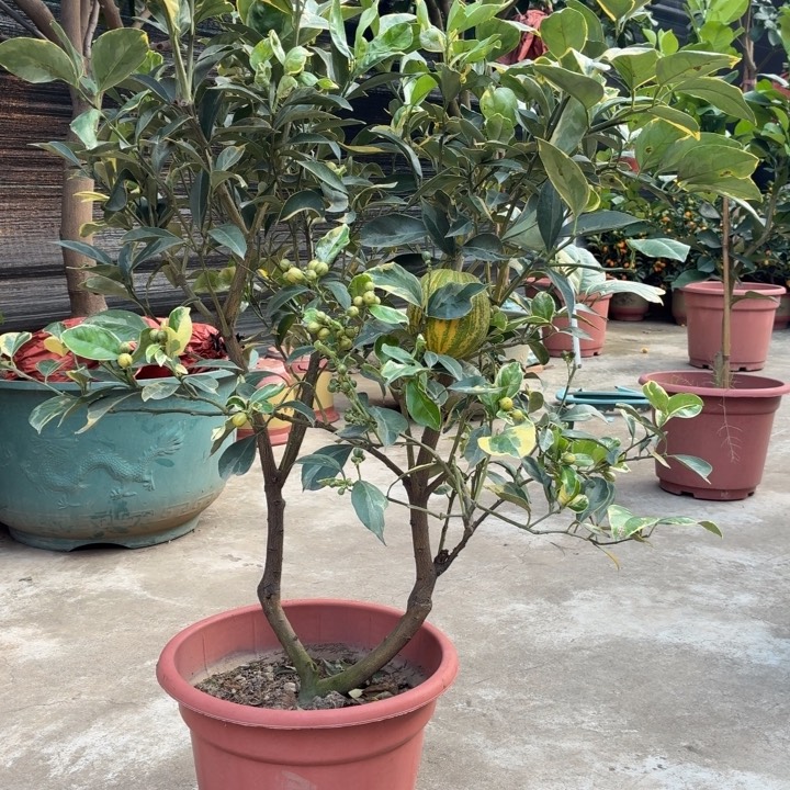 心***约完全开放一物一拍