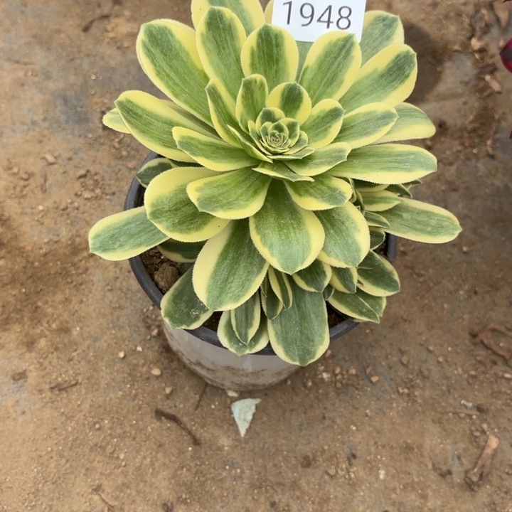 迈巴赫多肉法师1948