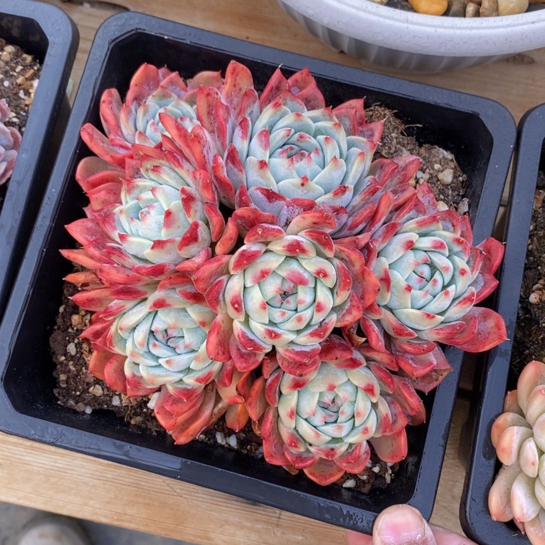 可问主播品种，下滑链接更多品种多肉选择