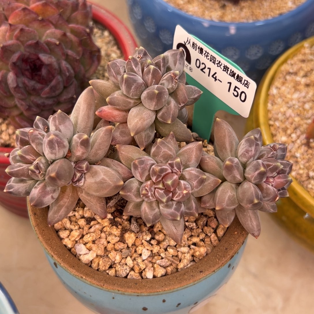 多肉一物一拍0214-150