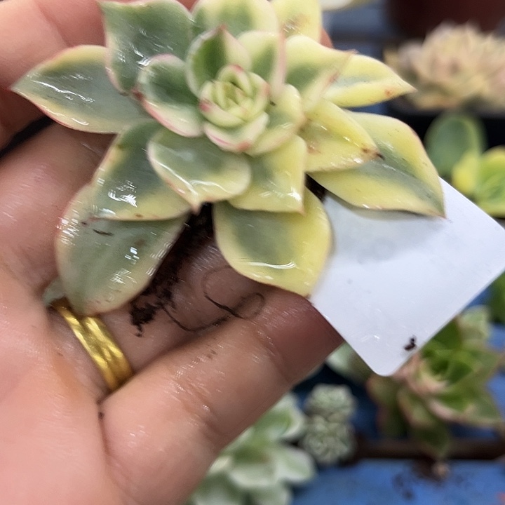 248斗牛士腹轮锦炸多肉植物