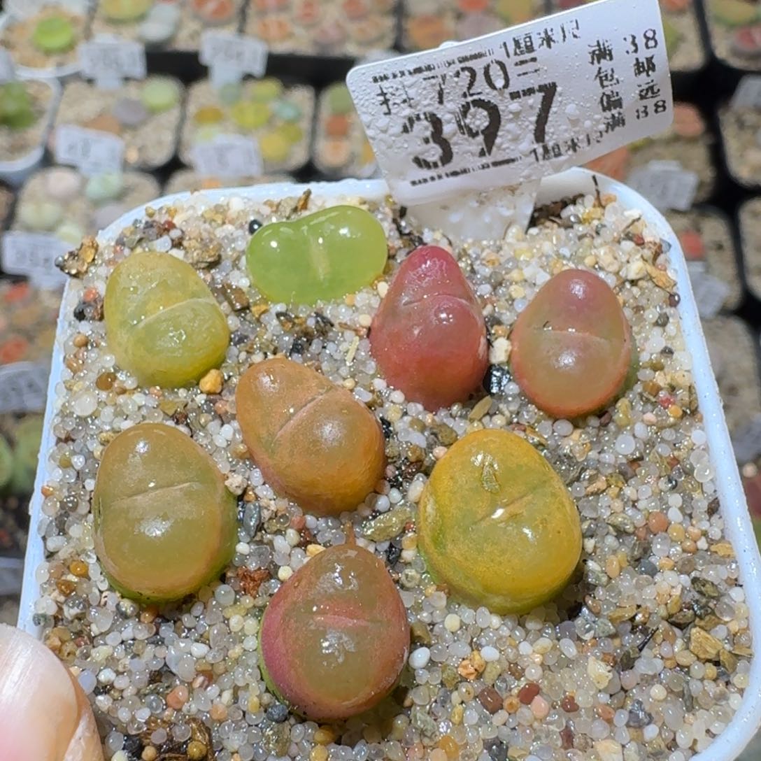 Sss清仓价便宜了397