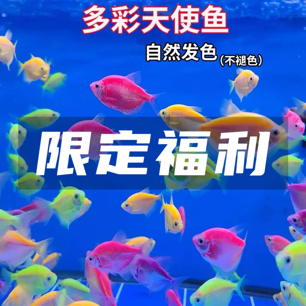 【新】大号彩色群游鱼皇后淡水观赏鱼耐寒易活可用于水族箱造景
