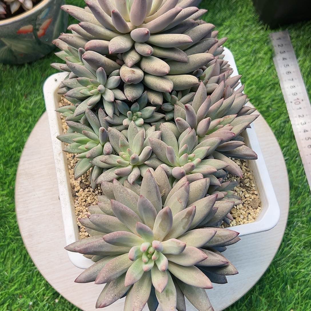 【闪购商品】B*虞美人超大群