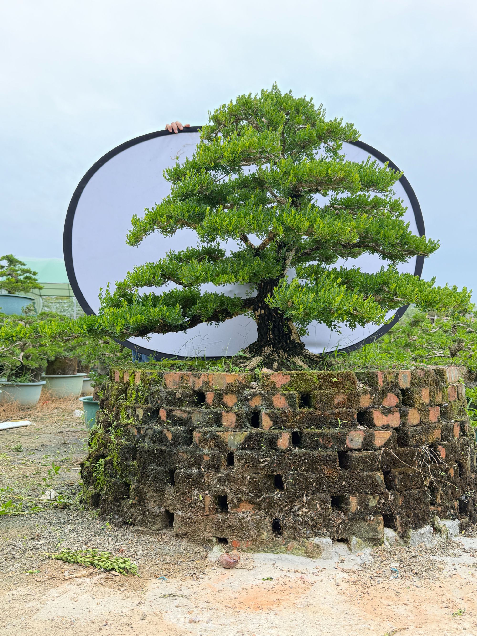 【A28】精品广东雀舌黄杨盆景庭院别墅植物高端大气上档次绿植盆栽