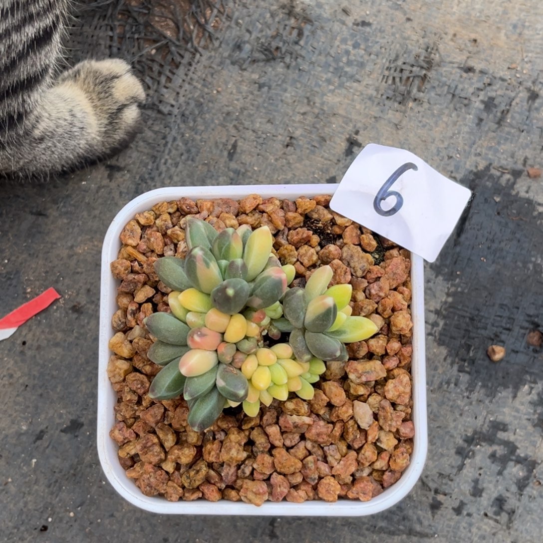 悠***然12.23-6千代田锦111111