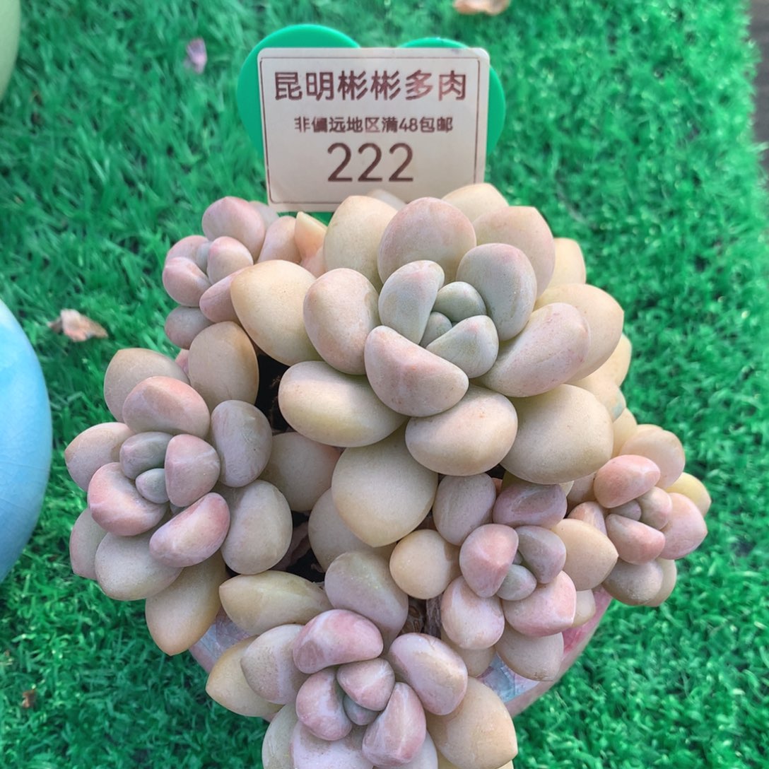 泡泡糖老桩无砍222