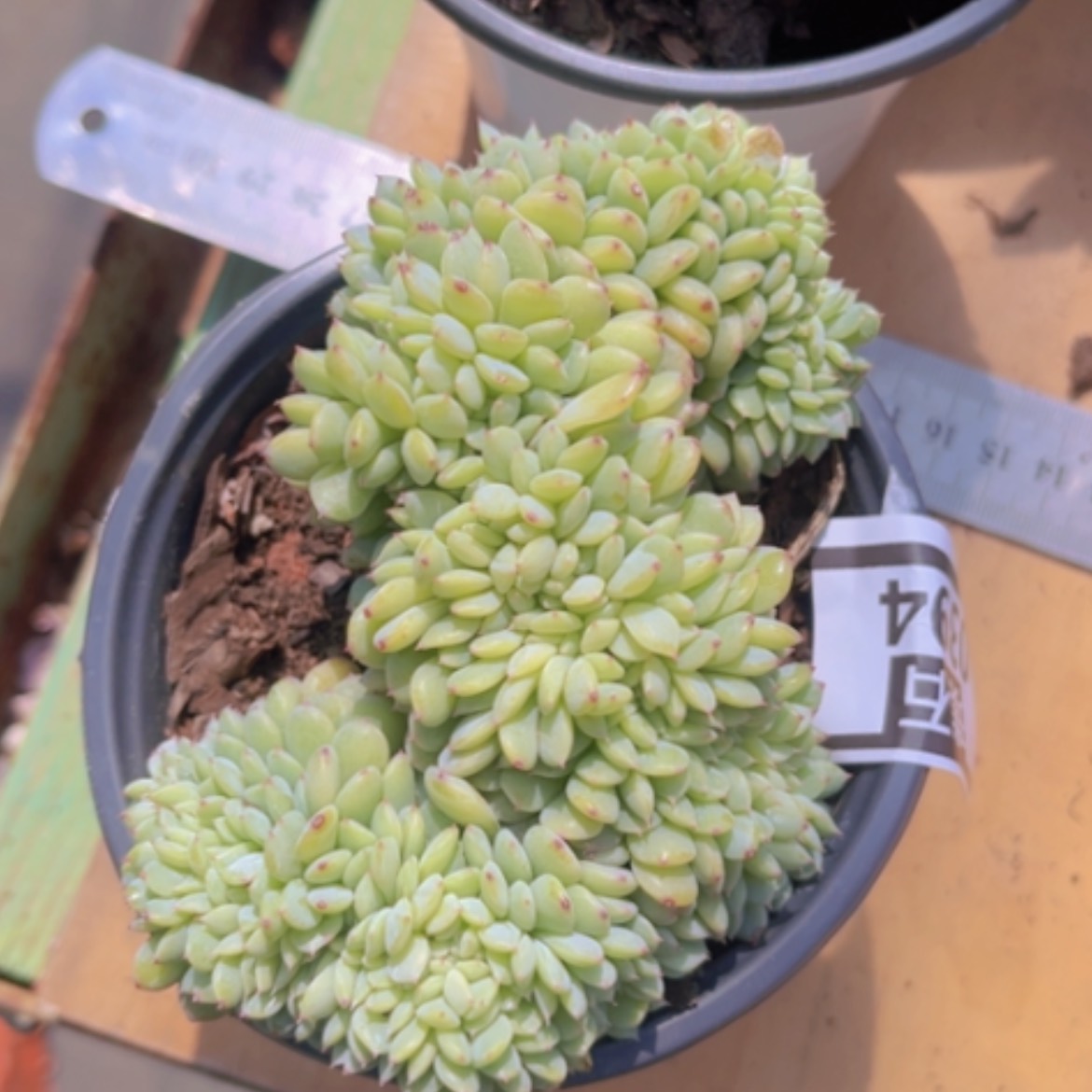 【闪购商品】白胖子缀0394