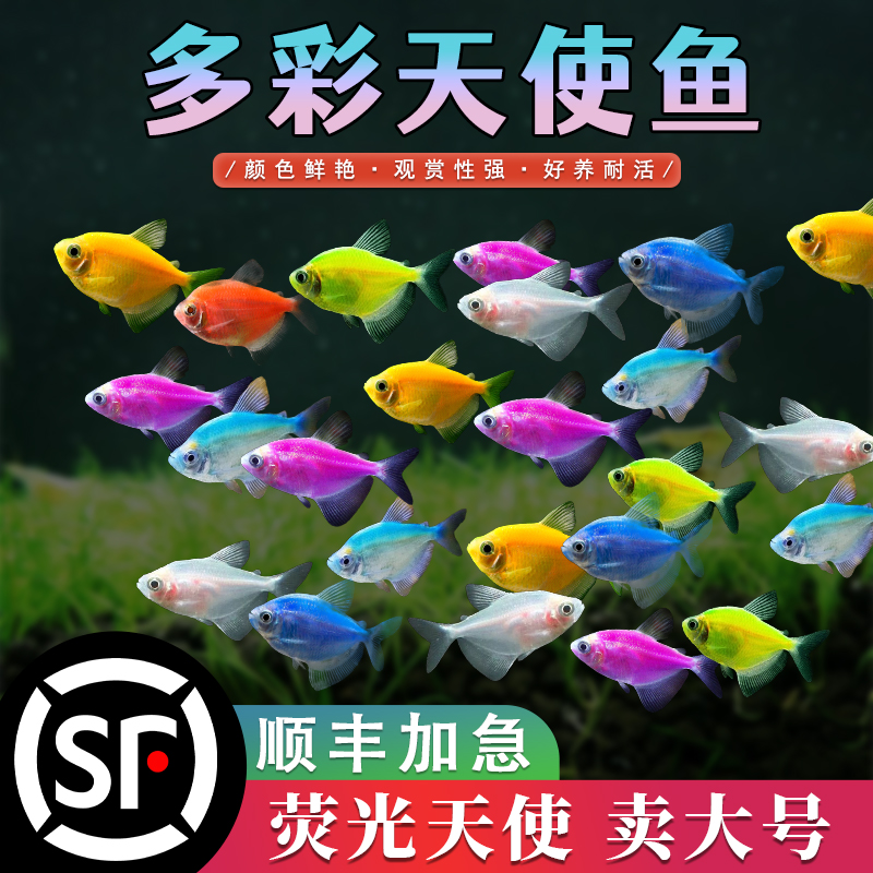 特大号天使鱼观赏鱼热带鱼群游懒人小型淡水好养耐活鱼苗孔雀斑马