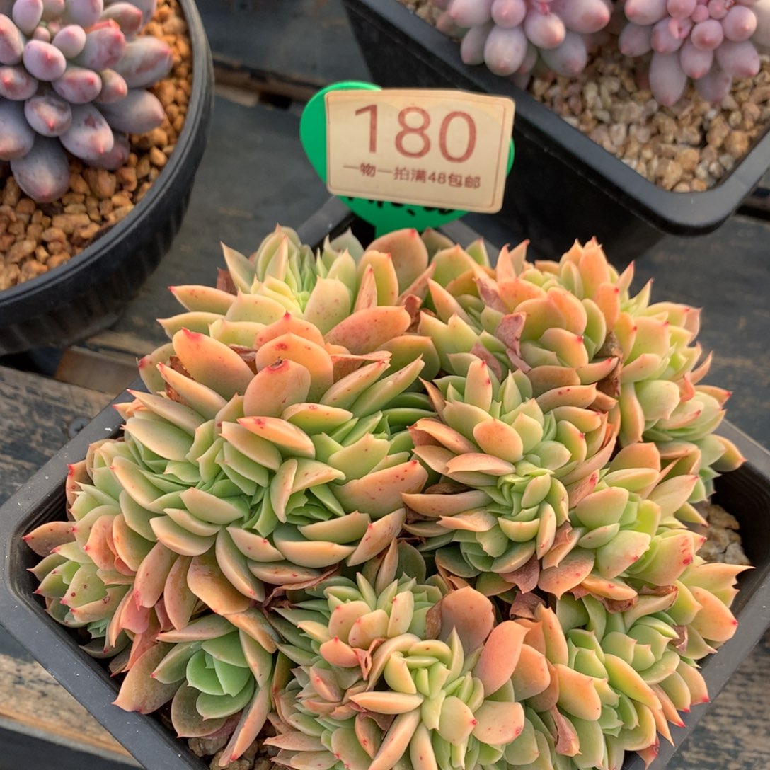 辛娜塔缀化开播福利180