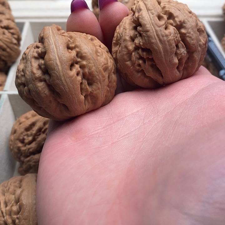 老***0霸王龙全品一刀没动