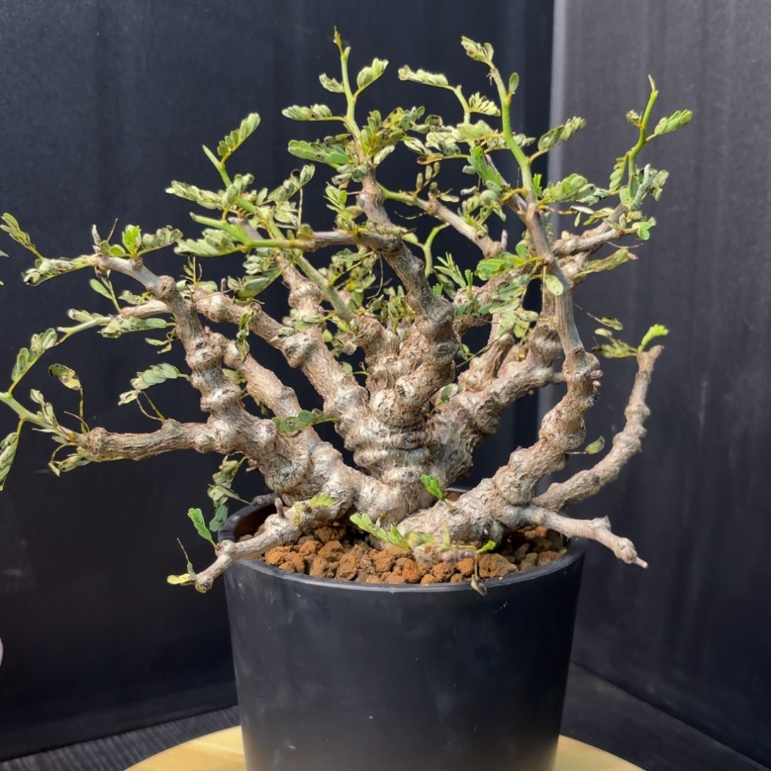 木  沙漠苏木带盆土