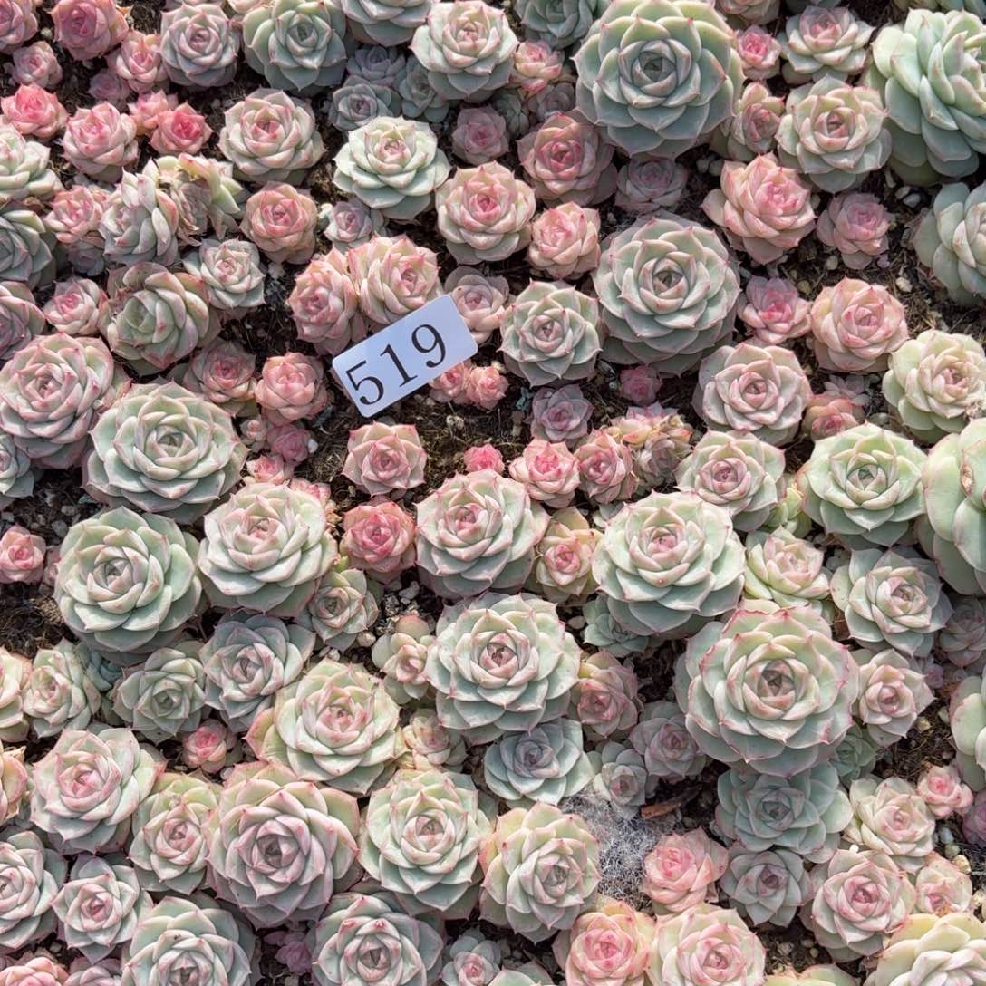 度***多肉植物多肉植物519