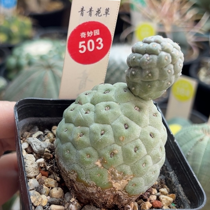 自根大型双头无刺习志野4.4cm